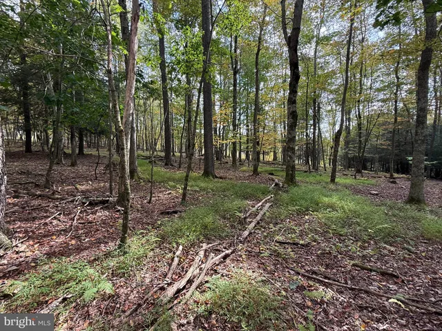 a view of a park with large trees