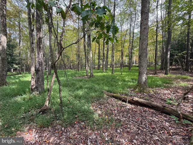 a view of a park with large trees