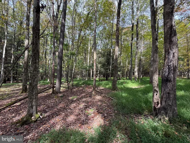 a view of a forest that has large trees