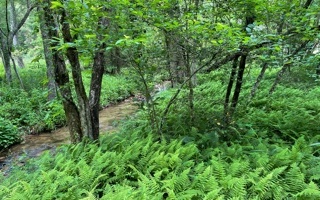Apple Creek Road Blue Ridge, GA 30513 - Photo 2 of 4 Additional View