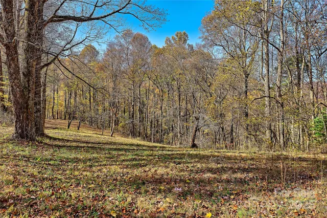 a view of a yard with large trees