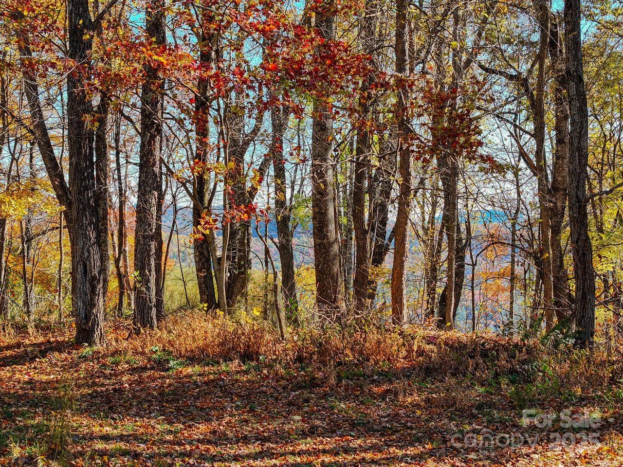 2626 Dendy Orchard Road Highlands, NC 28741 - Photo 18 of 33 a backyard of a house with lots of green space