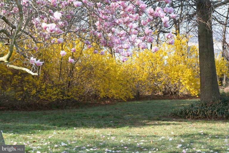 8716 Bozman Neavitt Road St. Michaels, MD 21663 - Photo 19 of 25 early April magnolia & forsythia