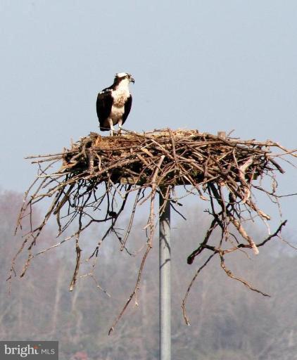 8716 Bozman Neavitt Road St. Michaels, MD 21663 - Photo 20 of 25 Resident osprey