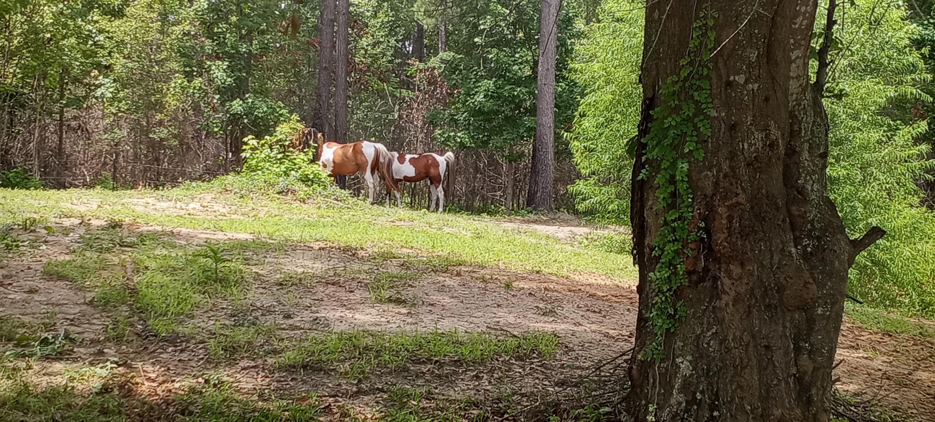 1619 Short Cut Road Cross, SC 29436 - Photo 11 of 52 20210712_122140