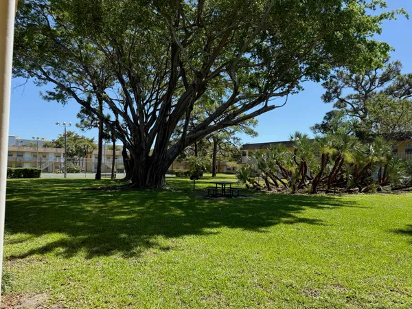 a view of a trees with a big yard