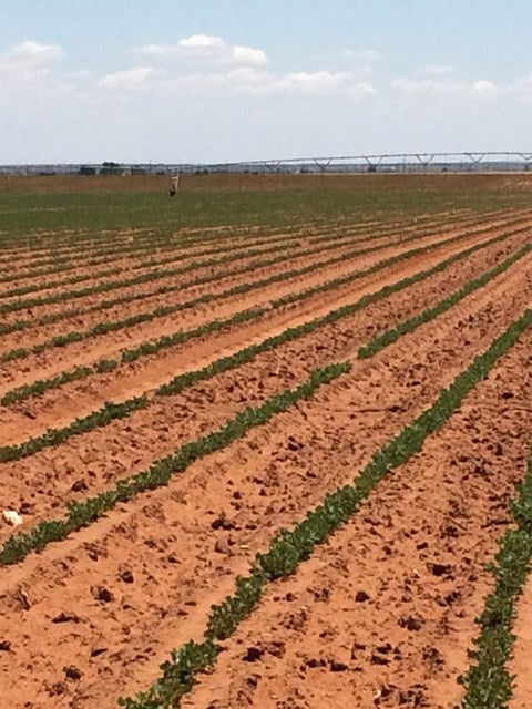 0 Southeast Tbd County Road Brownfield, TX 79316 - Photo 2 of 4 Gallery Image 2