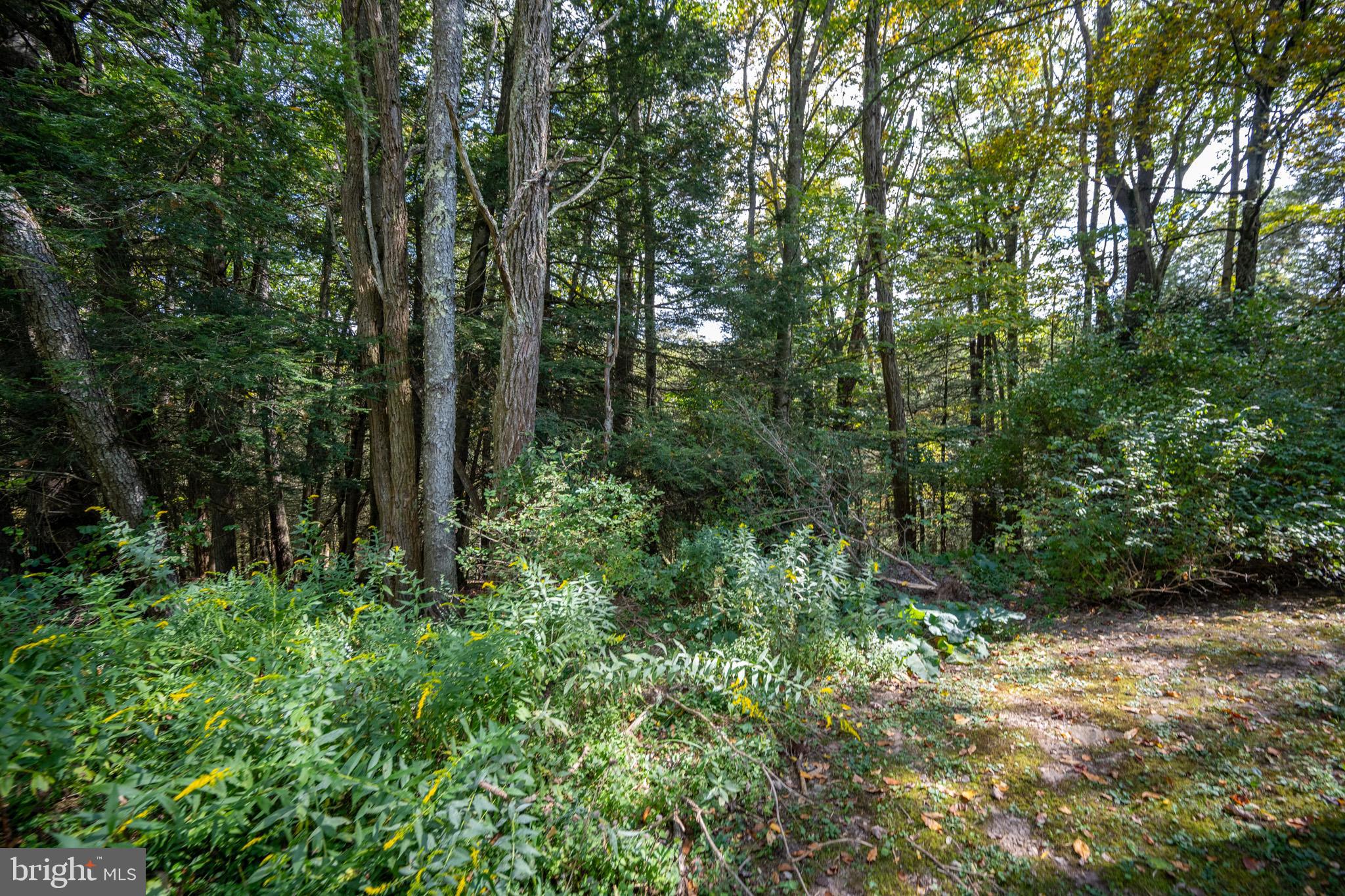 6932 New Germany Road Grantsville, MD 21536 - Photo 17 of 31 Lush woodland retreat awaits exploration.