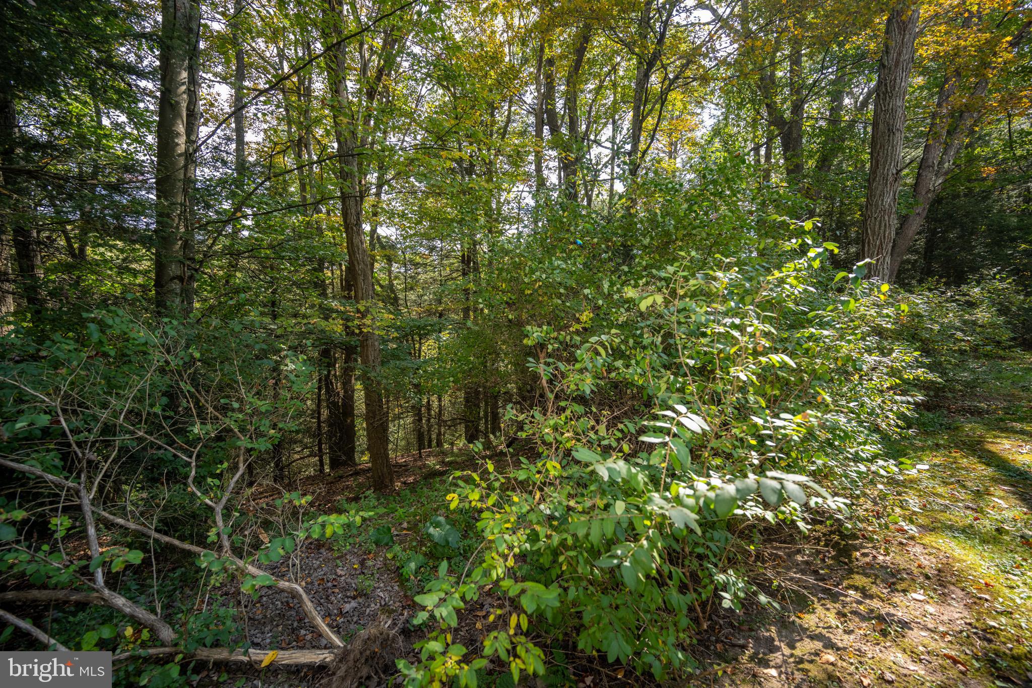 6932 New Germany Road Grantsville, MD 21536 - Photo 18 of 31 Lush greenery in a tranquil woodland setting.