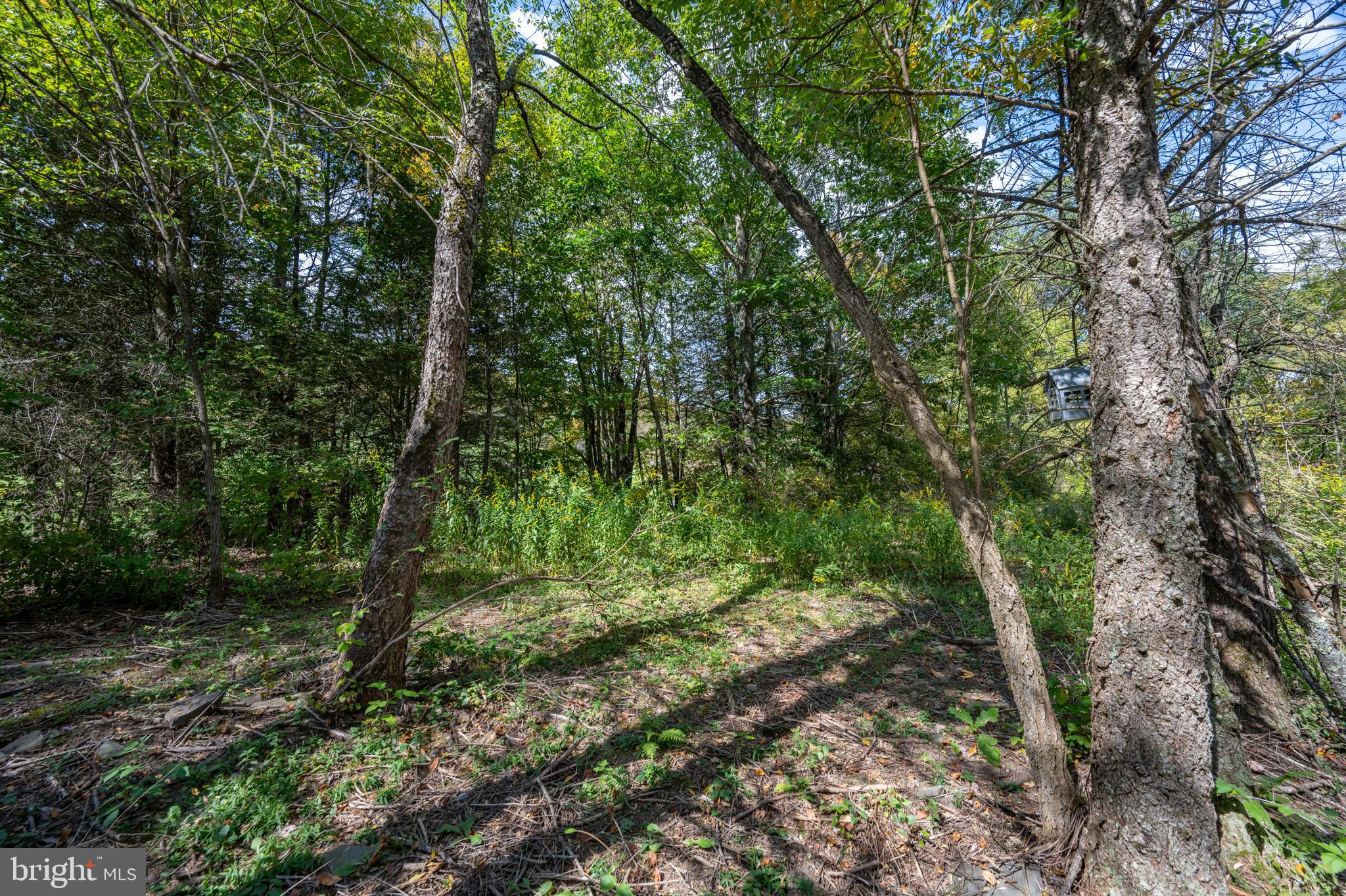6932 New Germany Road Grantsville, MD 21536 - Photo 6 of 31 Serene woodland retreat awaits exploration.