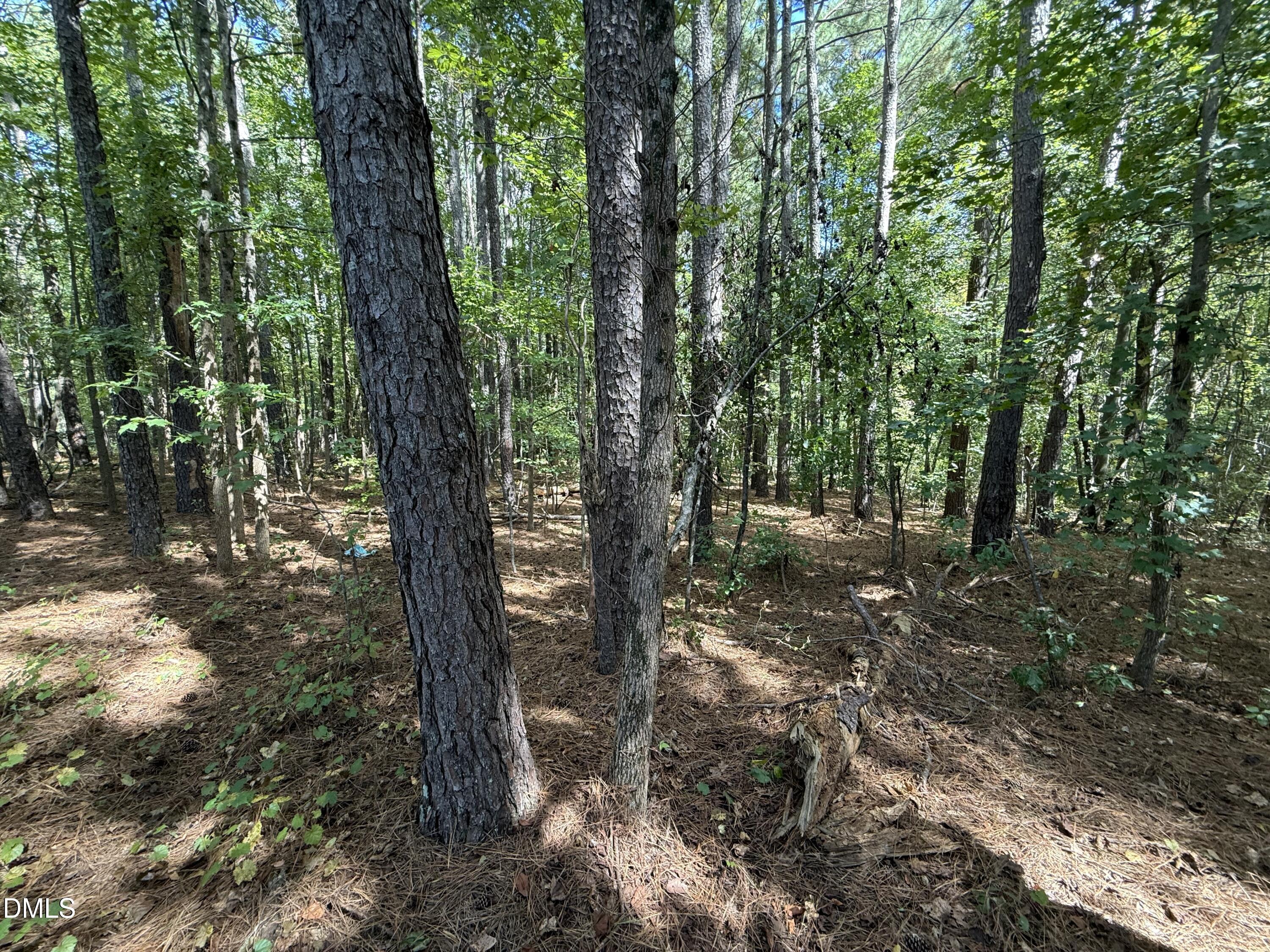 0 Massengill Pond Road Angier, NC 27501 - Photo 7 of 9 a view of a forest