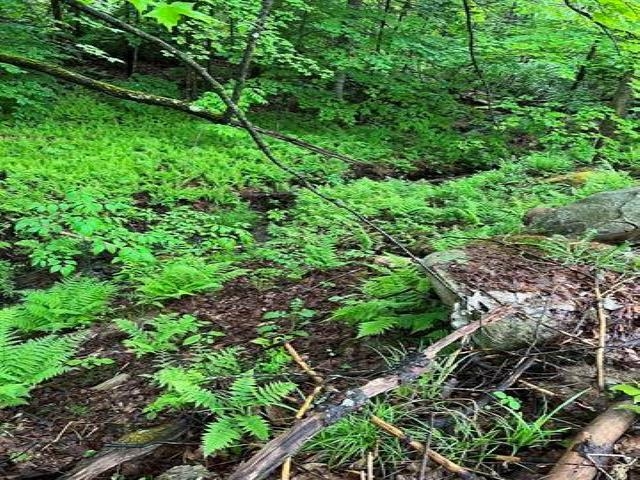 24 Old Rumney Road Rumney, NH 03266 - Photo 6 of 22