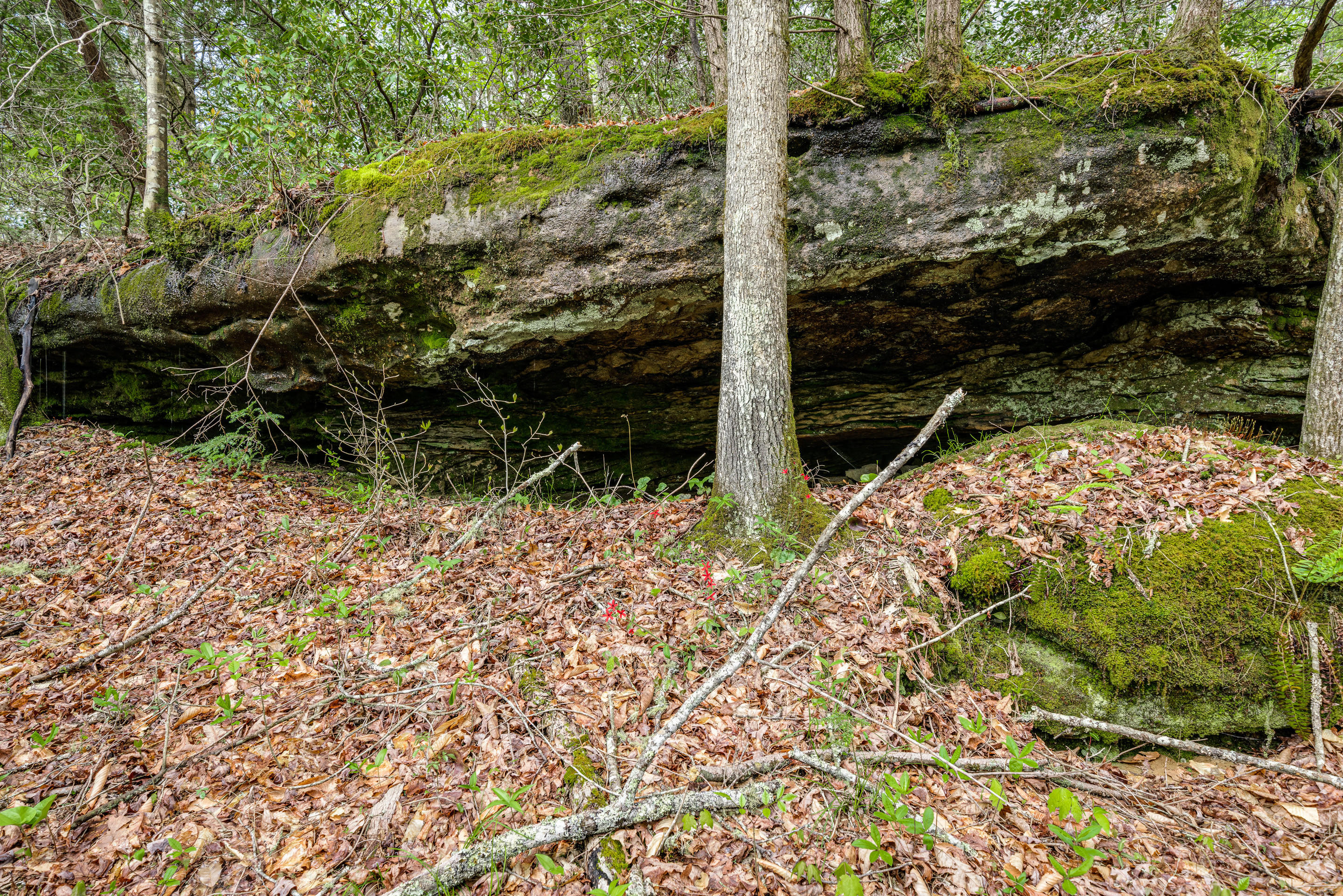 Al Goss Road Crossville, TN 38571 - Photo 25 of 28 45_Land004_mls