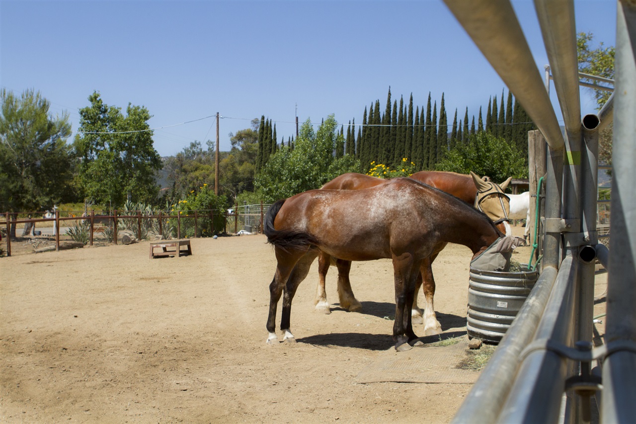 39542 Daily Fallbrook Ca Fallbrook, CA 92028 - Photo 21 of 25 Gallery Image 21