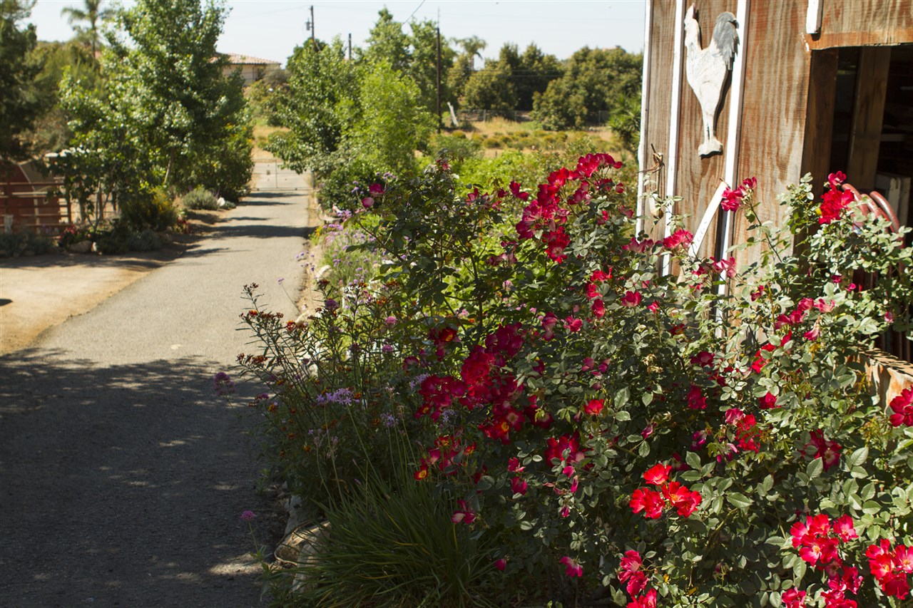 39542 Daily Fallbrook Ca Fallbrook, CA 92028 - Photo 4 of 25 Gallery Image 4