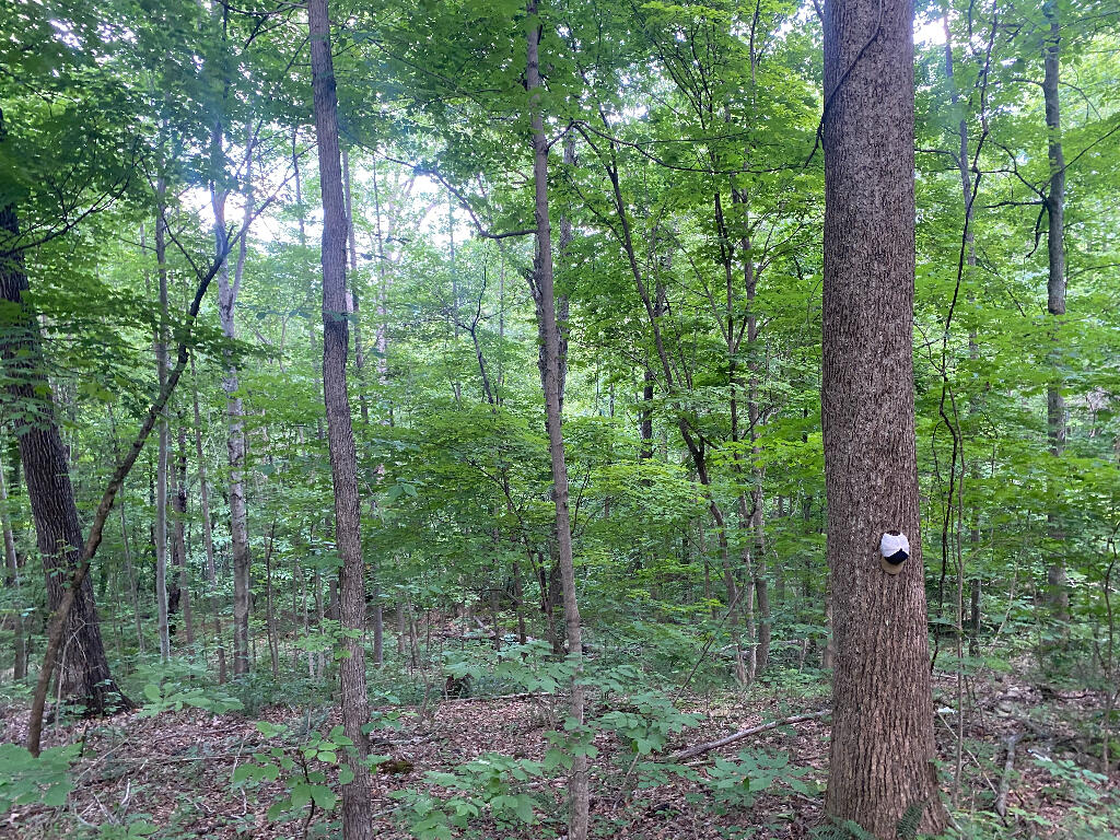 Tbd Goddard Road Wallingford, KY 41093 - Photo 17 of 24 16