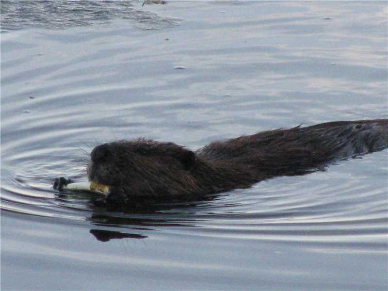 Lot 7 Old County Road Rockland, ME 04841 - Photo 32 of 35 Other. One of the locals....