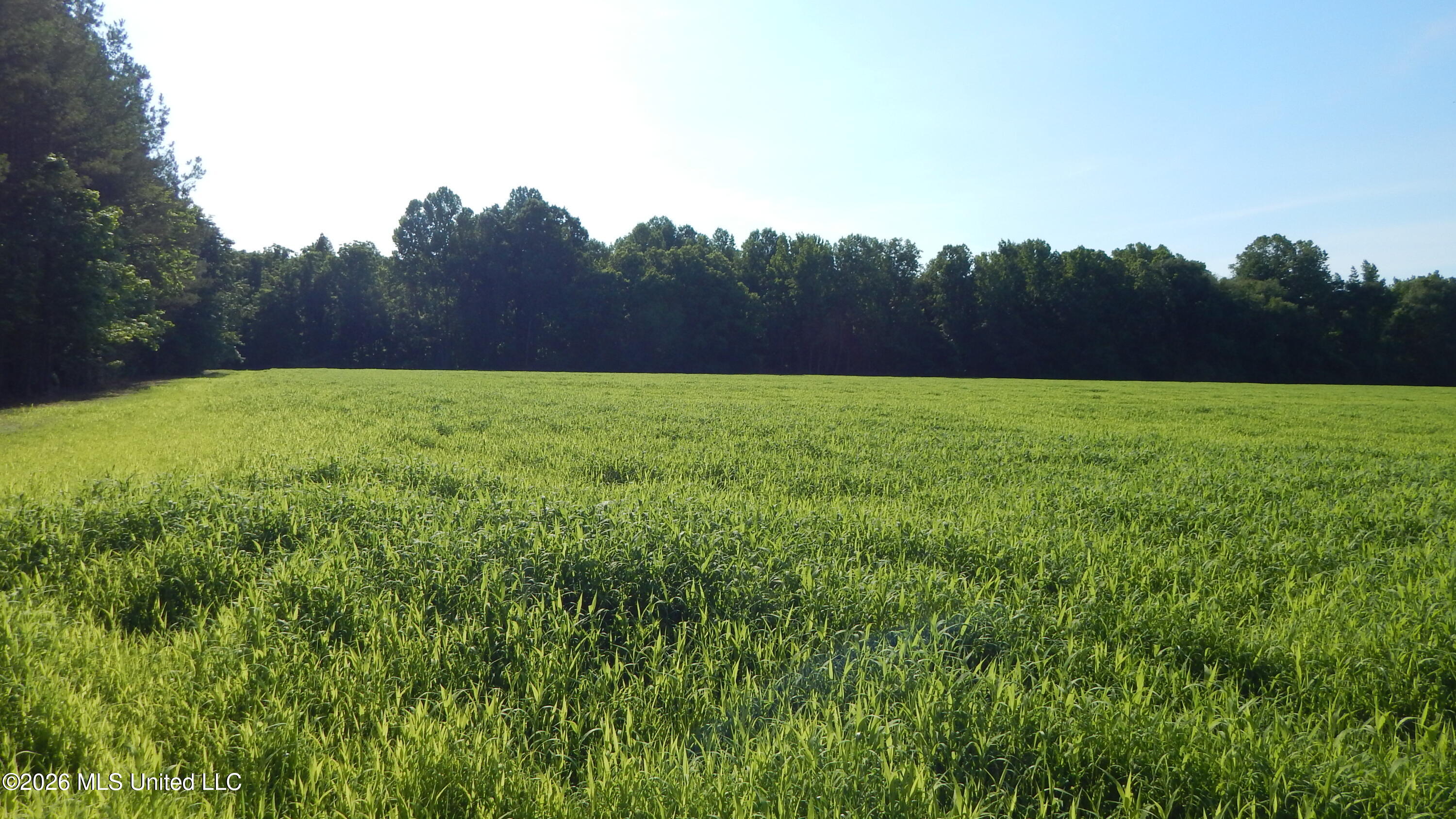 500 Cr 247 Road, Unit COUNTRY Bruce, MS 38915 - Photo 4 of 10 DSCN5254