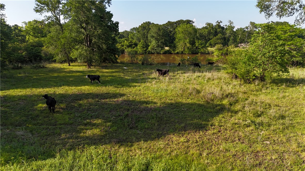Tbd Tbd Wilson Pasture Road Bryan, TX 77808 - Photo 24 of 29 a view of a water pond with green yard