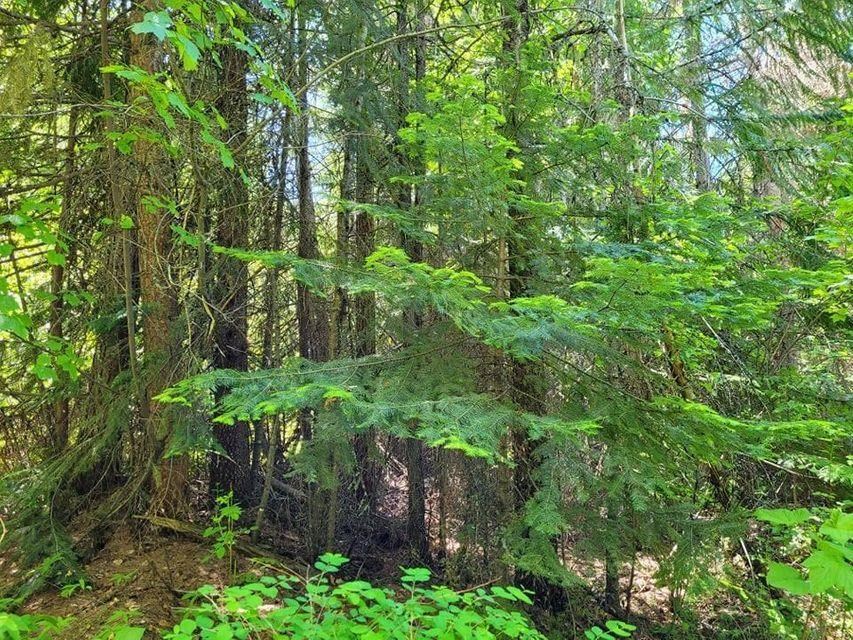 1673 Comstock Mine Road Colville, WA 99114 - Photo 5 of 5 Gallery Image 5