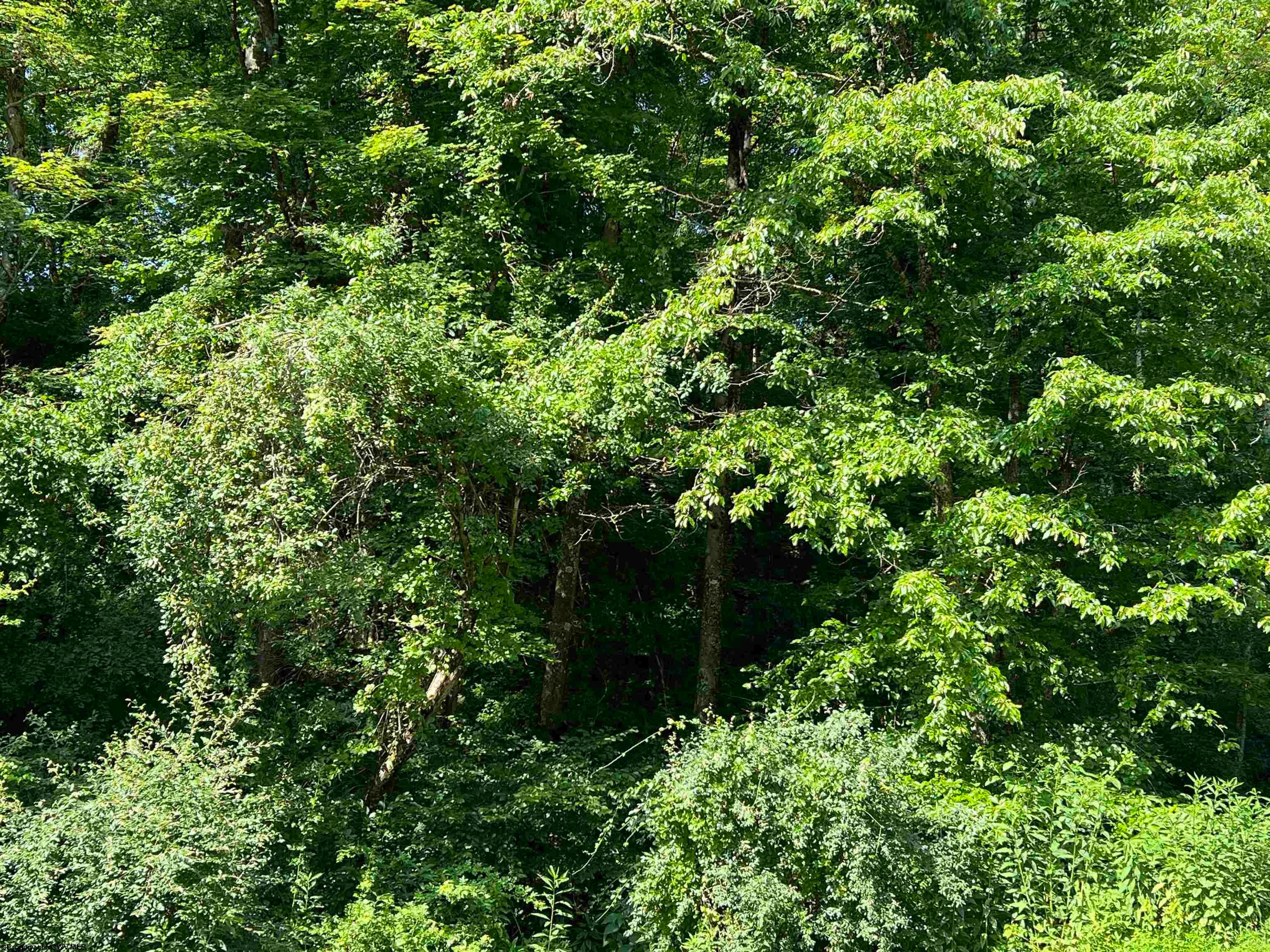 0 Phillips Fork Road Camden, WV 26338 - Photo 1 of 2 Gallery Image 1