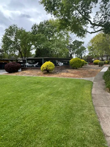 a view of a park with large trees