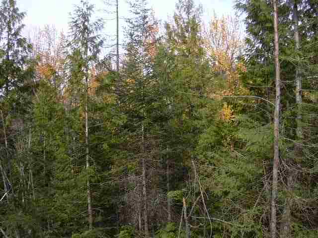 Off North Wallis Road Mead, WA 99021 - Photo 3 of 7