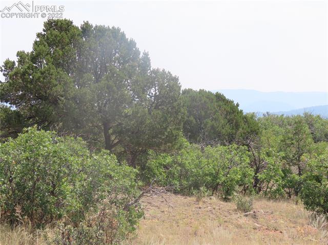 493 Cheyenne Road Florissant, CO 80816 - Photo 10 of 24 Gallery Image 10