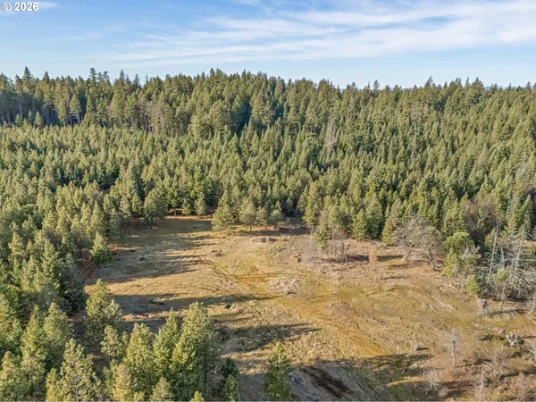 a view of a yard with plants and trees