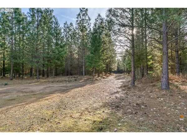a view of a forest with trees in the background