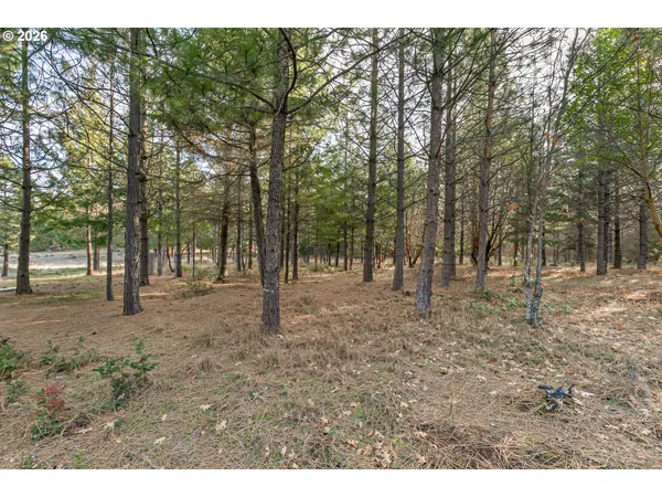 a view of a forest with trees in the background