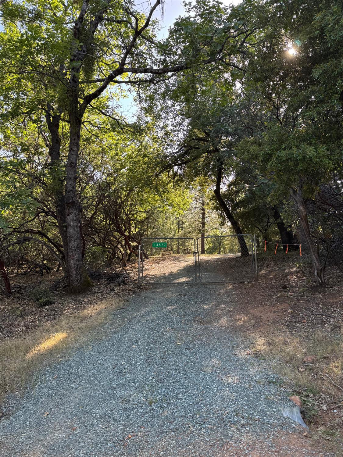 a view of a forest with trees in the background