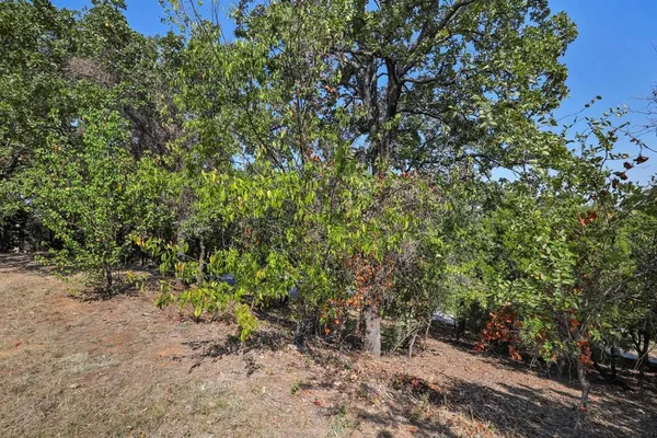 a view of a forest with a tree