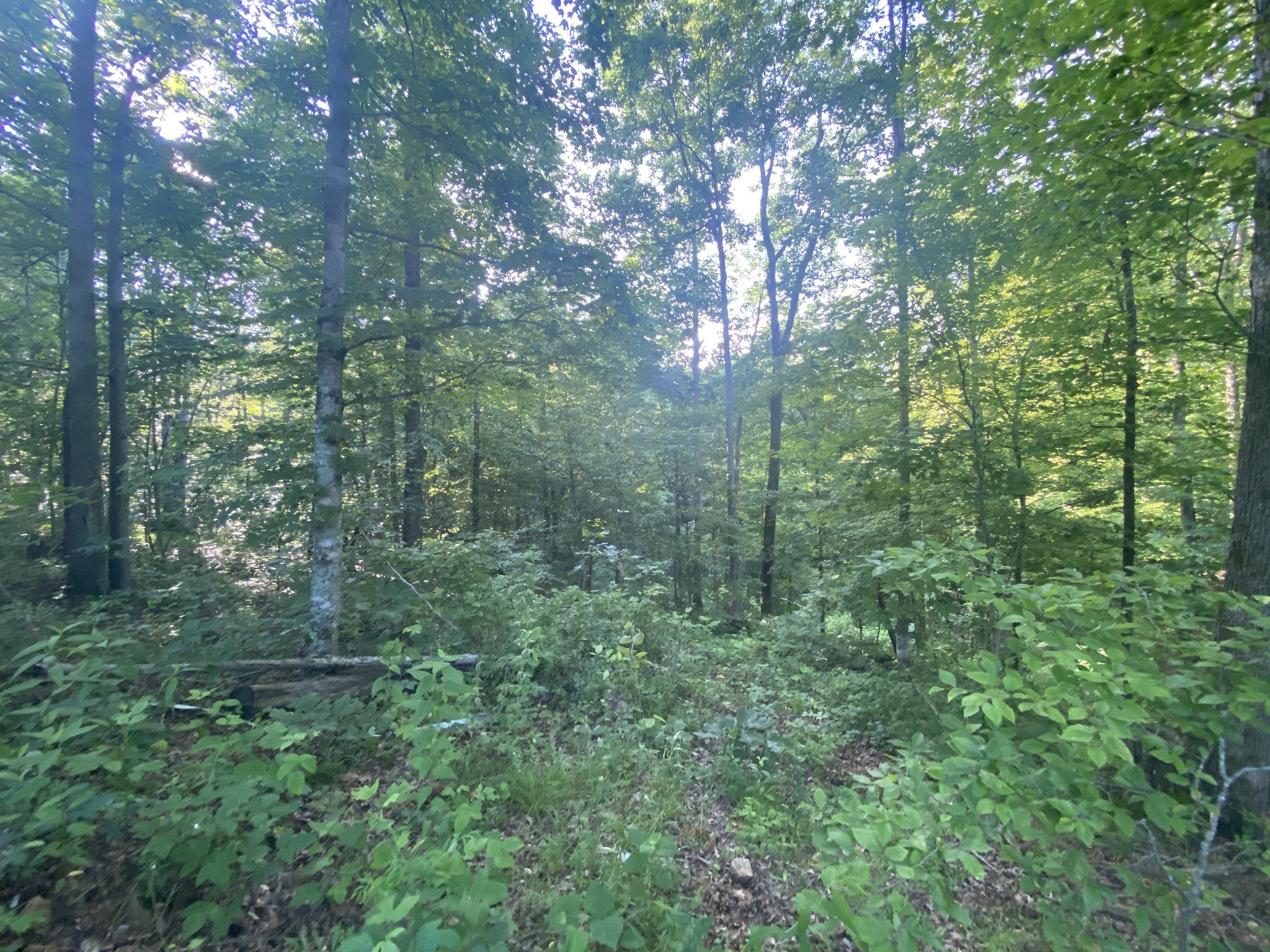 4199 Lylewood Road Indian Mound, TN 37079 - Photo 4 of 8