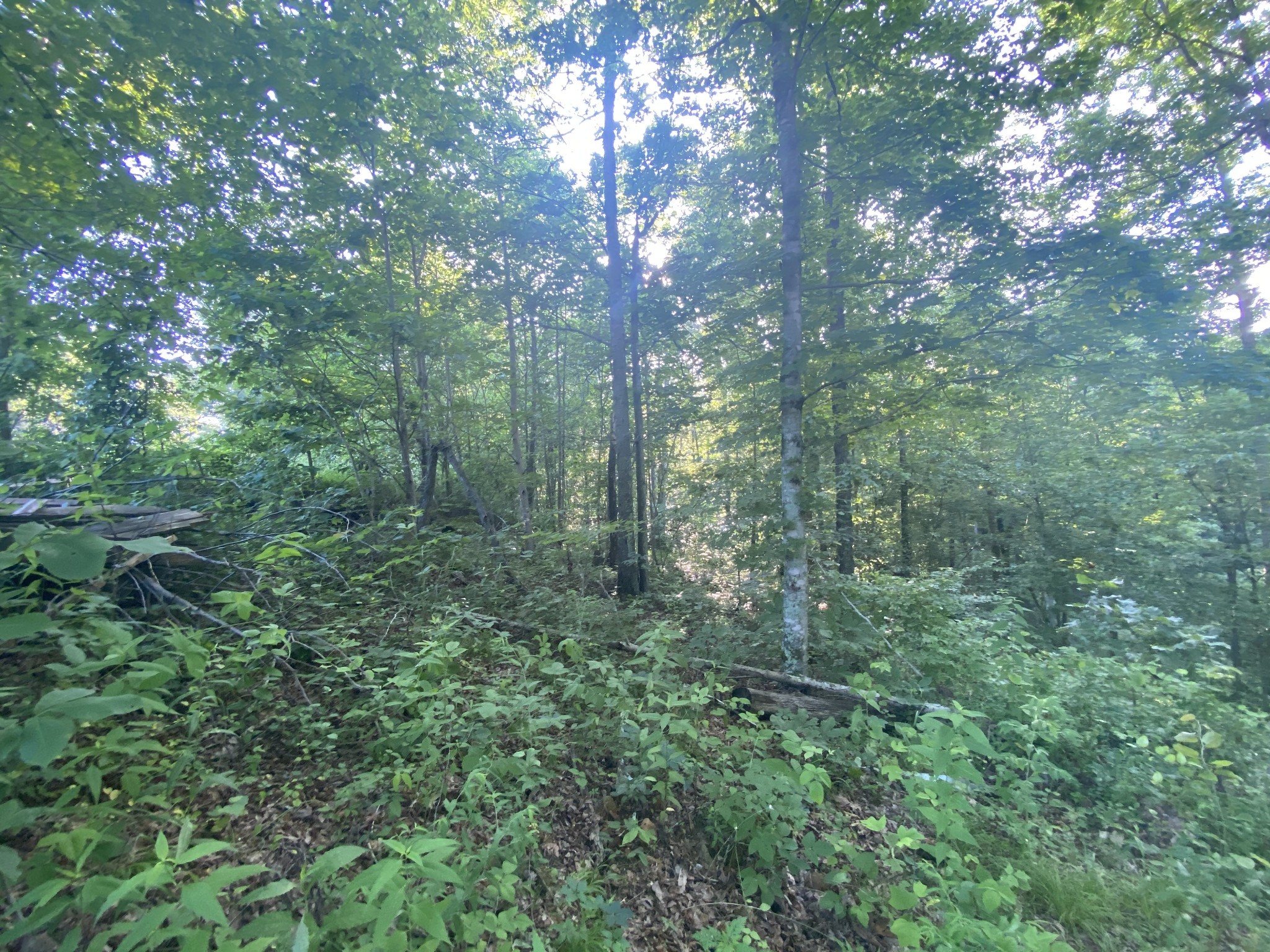 4199 Lylewood Road Indian Mound, TN 37079 - Photo 5 of 8