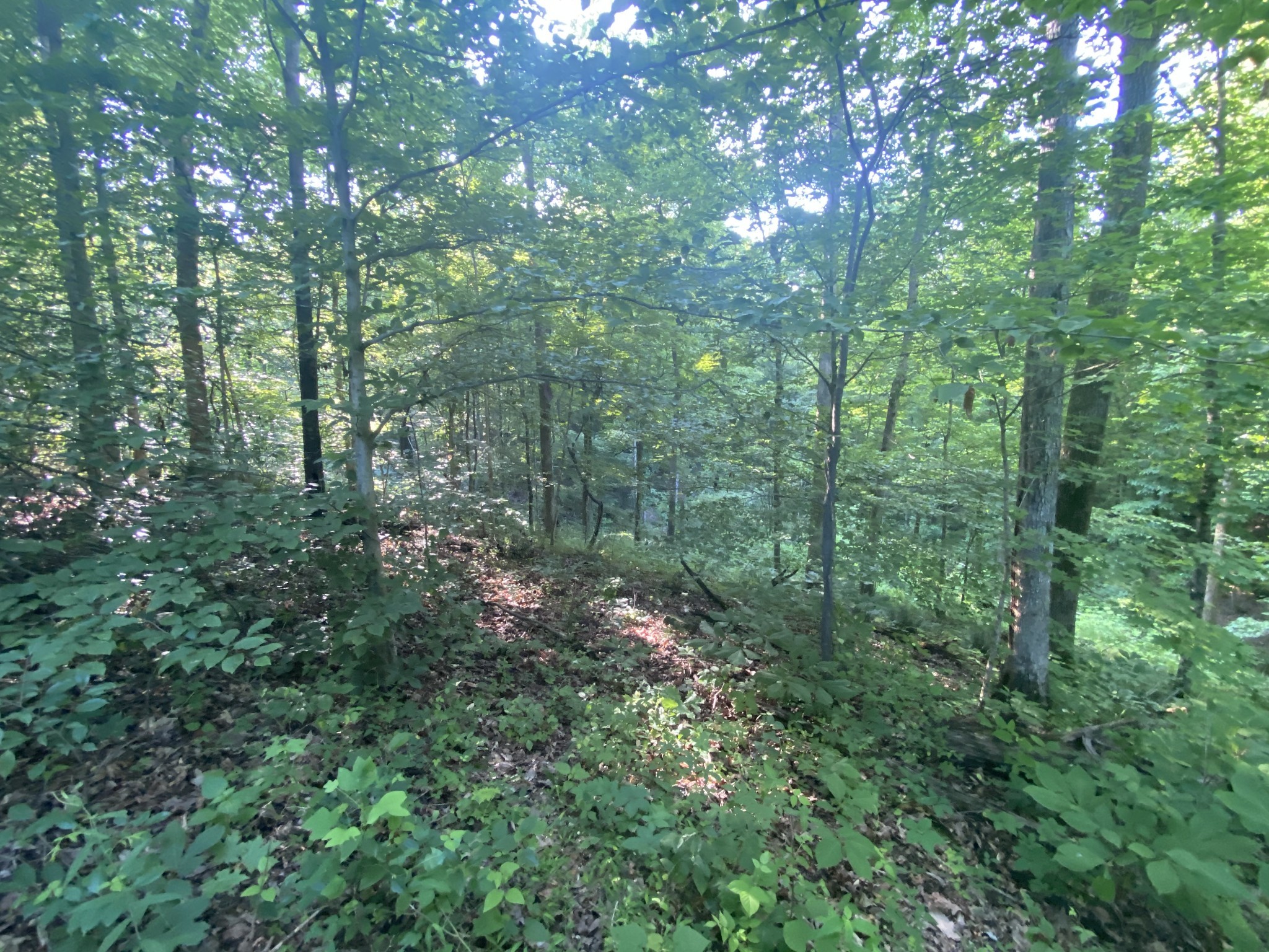 4199 Lylewood Road Indian Mound, TN 37079 - Photo 6 of 8