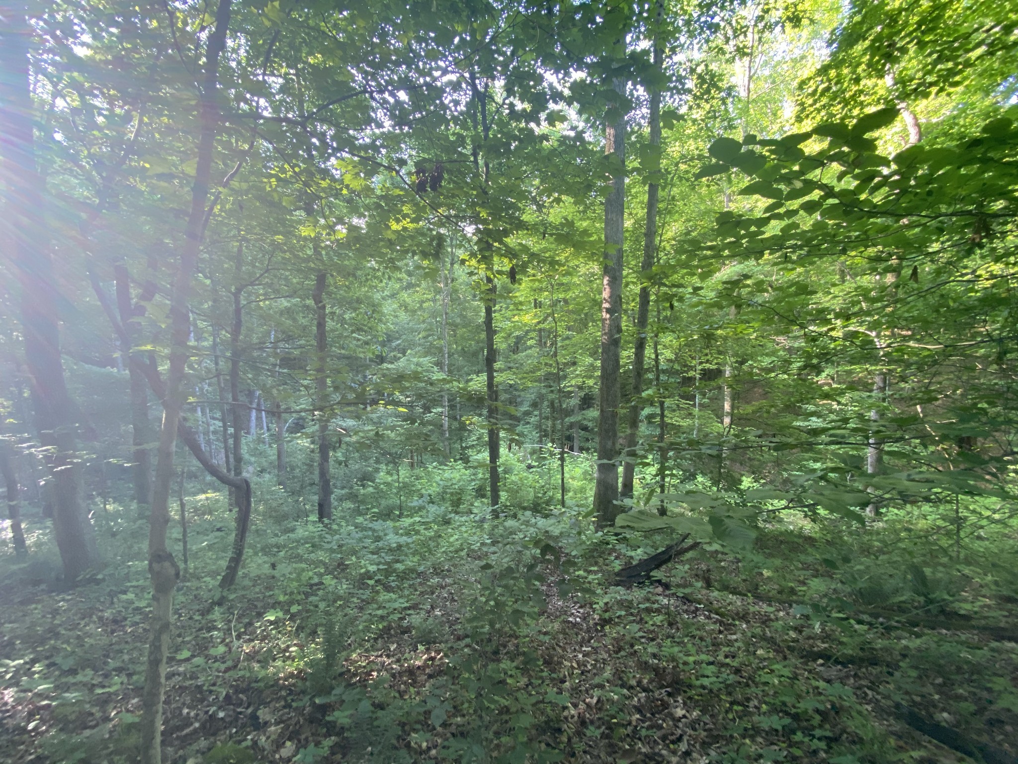 4199 Lylewood Road Indian Mound, TN 37079 - Photo 7 of 8