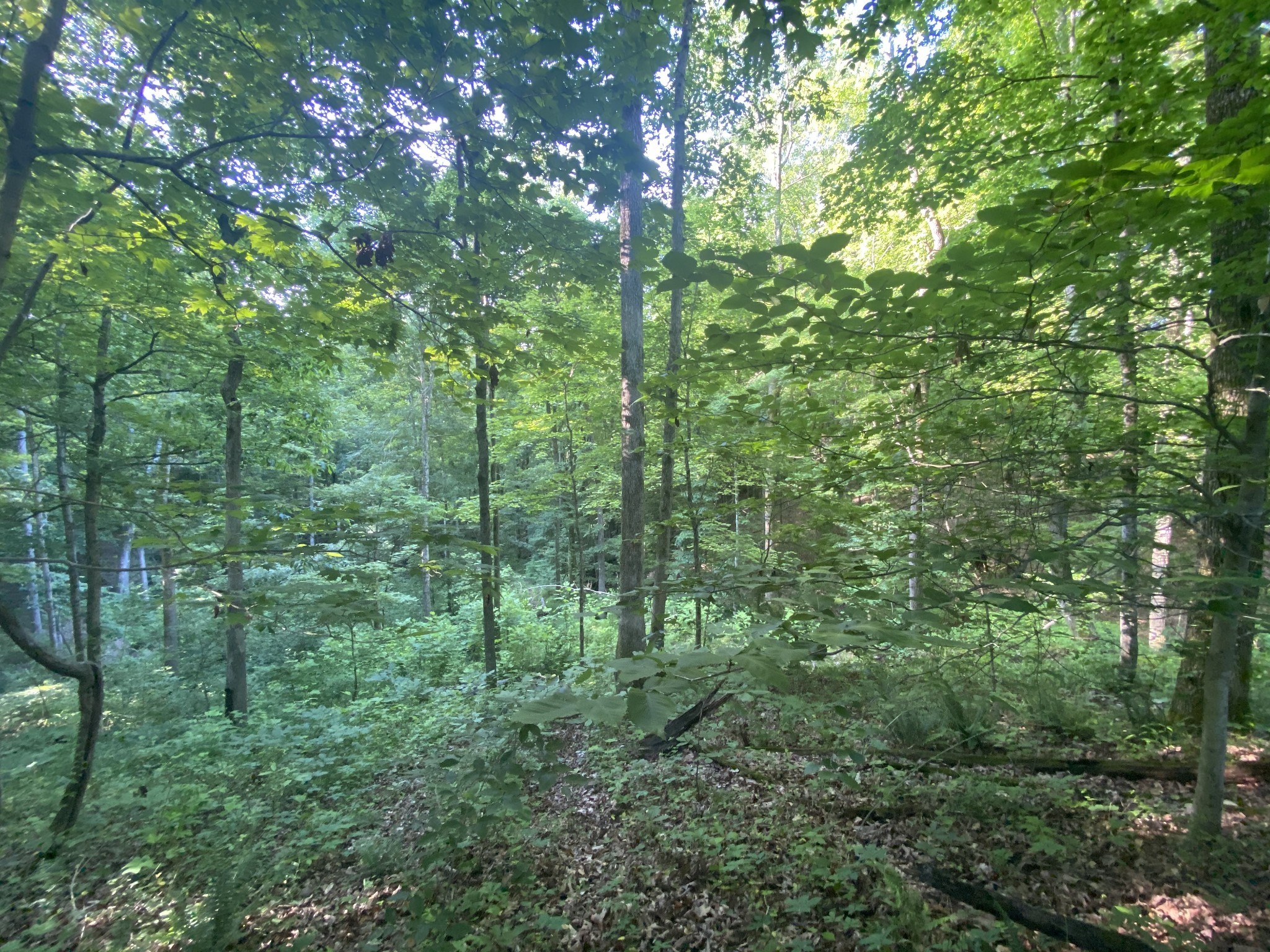 4199 Lylewood Road Indian Mound, TN 37079 - Photo 8 of 8