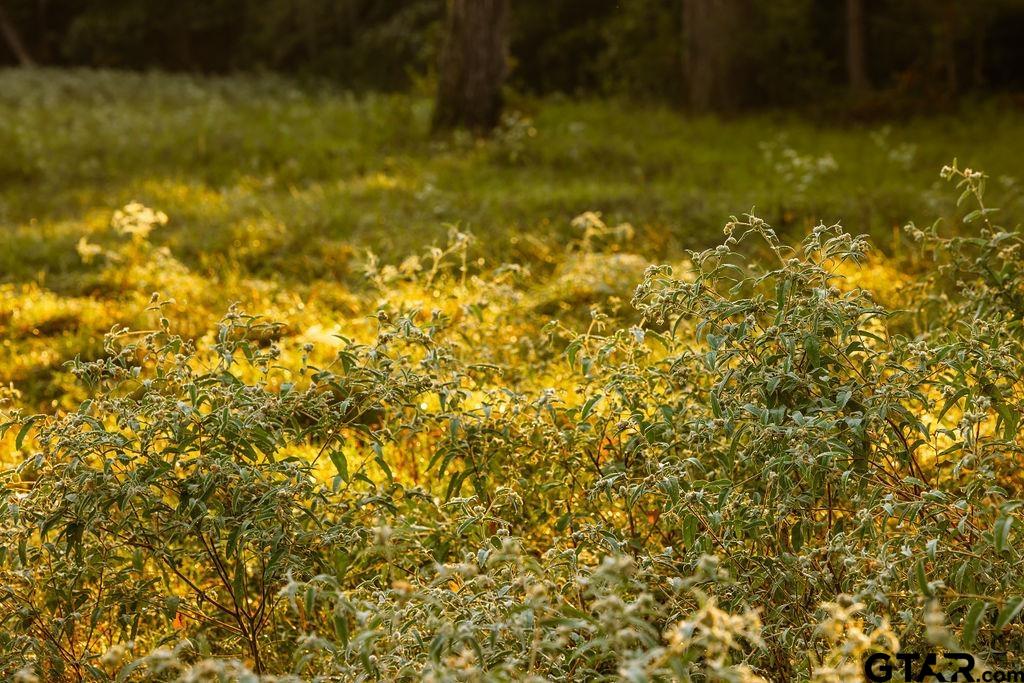 Lot 61 Fm 2015 Tyler, TX 75708 - Photo 2 of 15