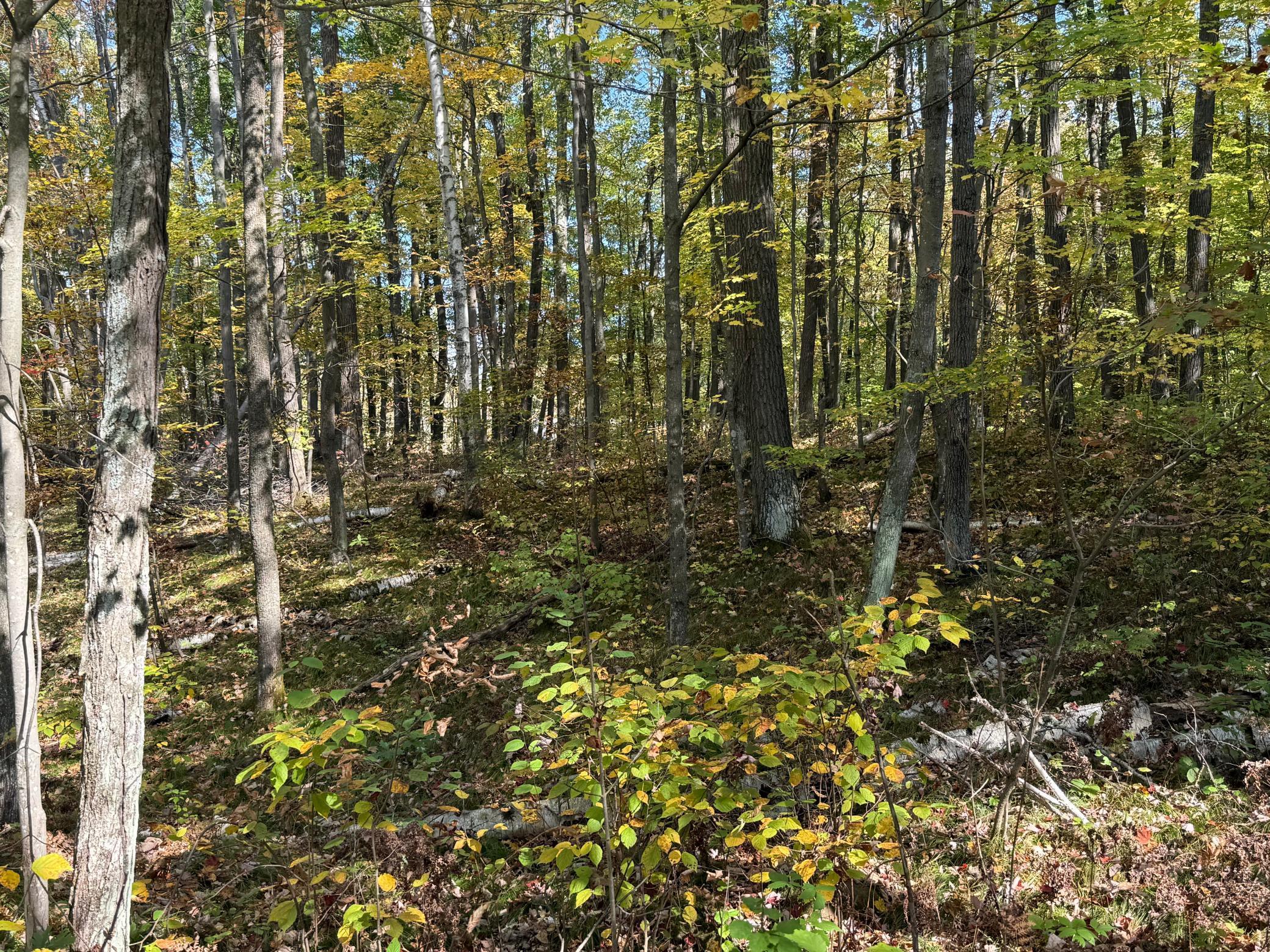 Tbd2 Deep Lake Road Sarona, WI 54870 - Photo 13 of 14