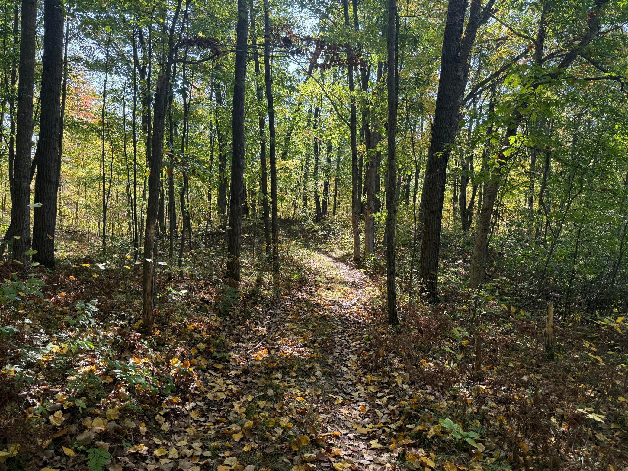 Tbd2 Deep Lake Road Sarona, WI 54870 - Photo 6 of 14
