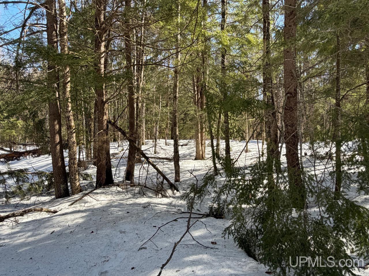 40-acres Dukes Road Skandia, MI 49885 - Photo 5 of 24