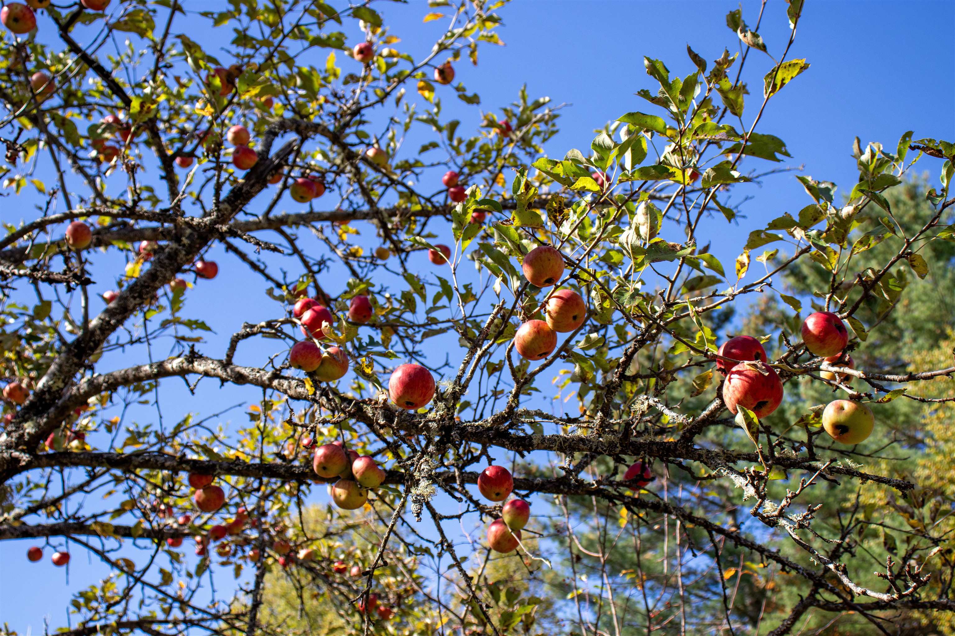 91 Venheim Road Lunenburg, VT 05906 - Photo 10 of 60