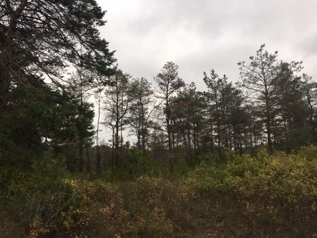 0 16th Road Mesick, MI 49668 - Photo 5 of 10 1872836-4.JPG