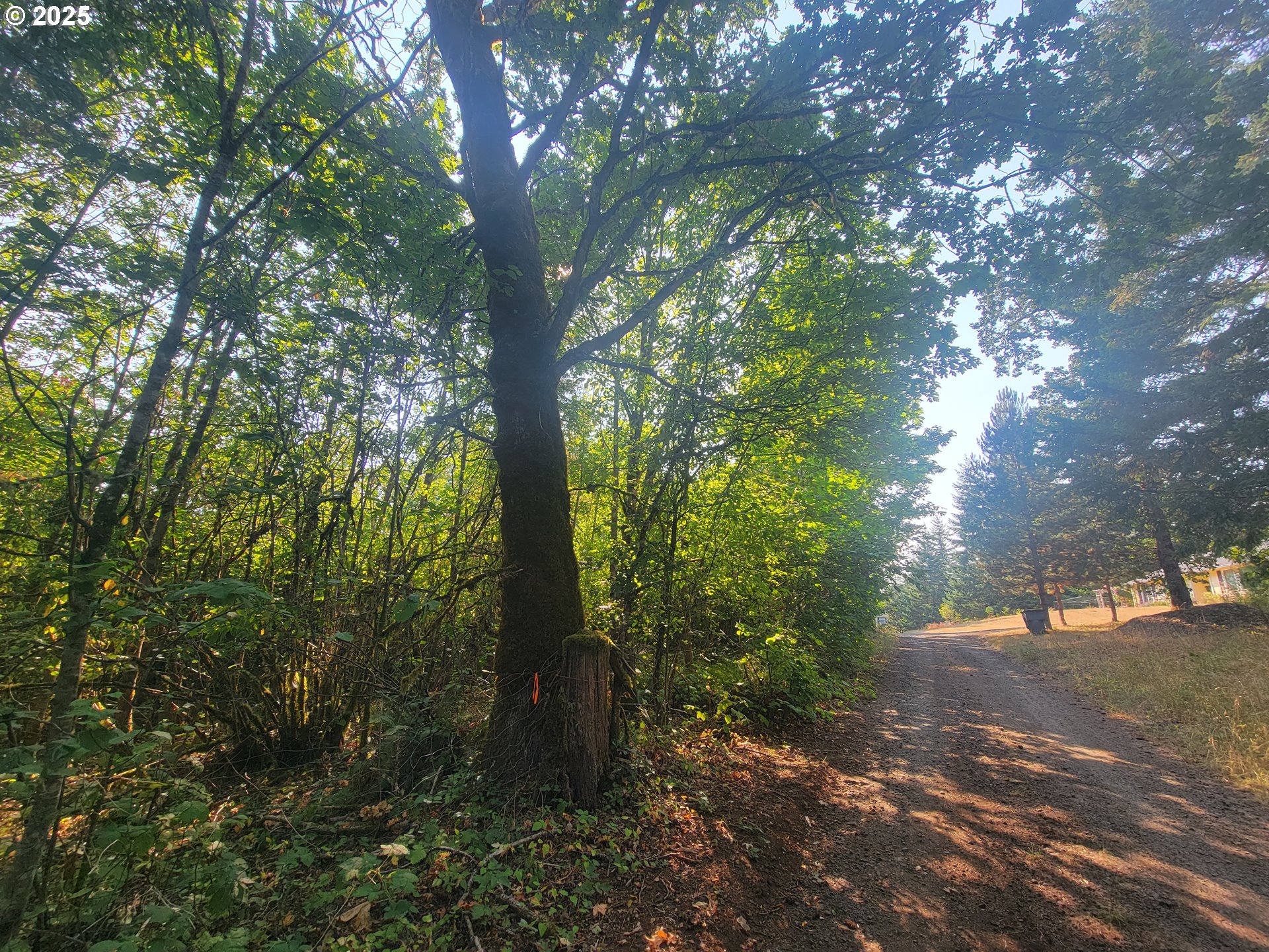 0 Finn Road Sheridan, OR 97378 - Photo 1 of 10 a view of a forest filled with trees