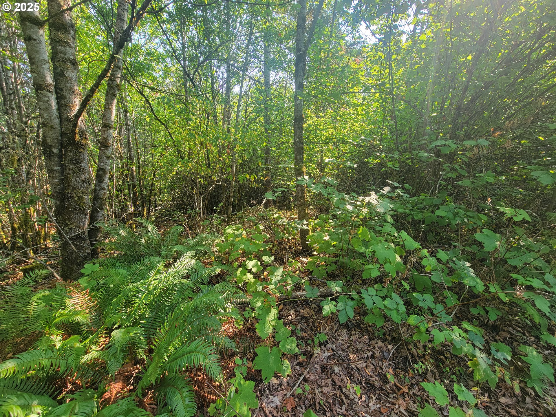 0 Finn Road Sheridan, OR 97378 - Photo 2 of 10 a view of a lush green forest