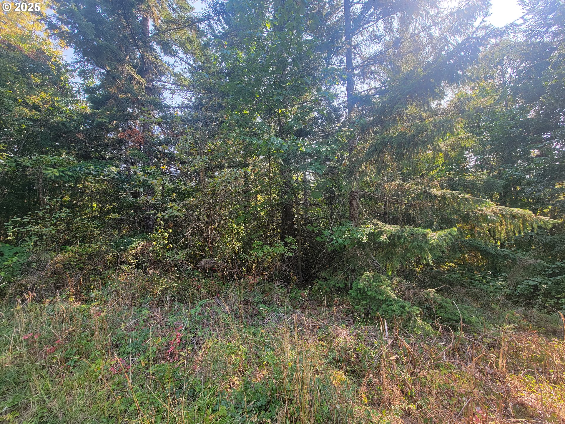 0 Finn Road Sheridan, OR 97378 - Photo 3 of 10 a view of a forest with lots of trees