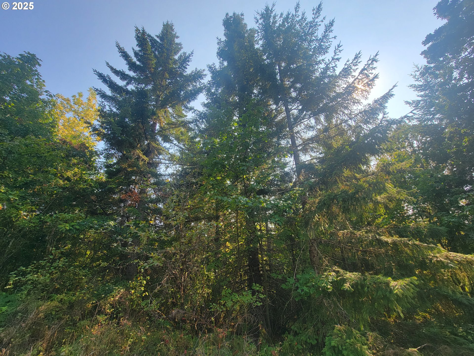 0 Finn Road Sheridan, OR 97378 - Photo 5 of 10 a view of a tree in a yard