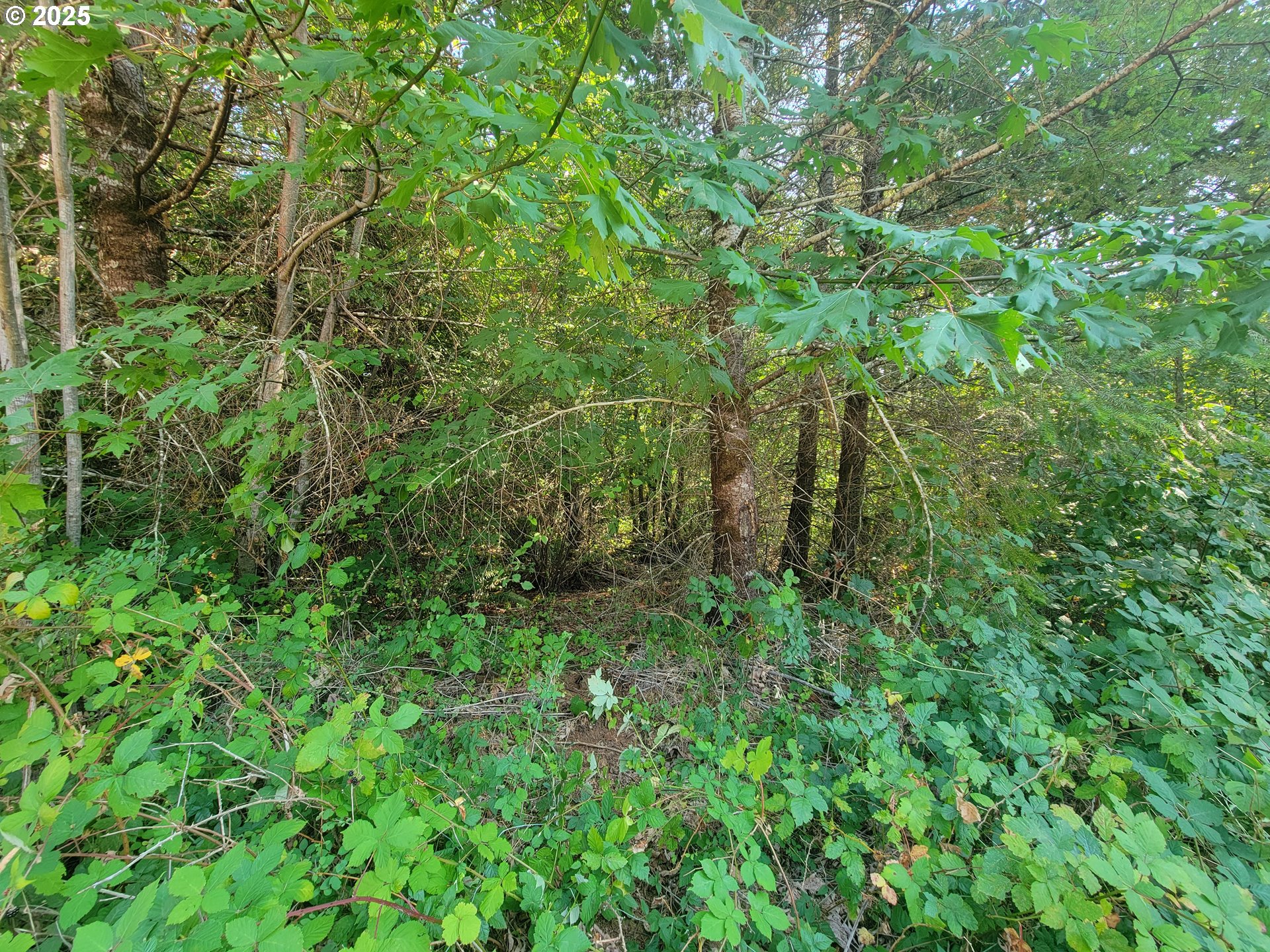 0 Finn Road Sheridan, OR 97378 - Photo 6 of 10 a view of a lush green forest