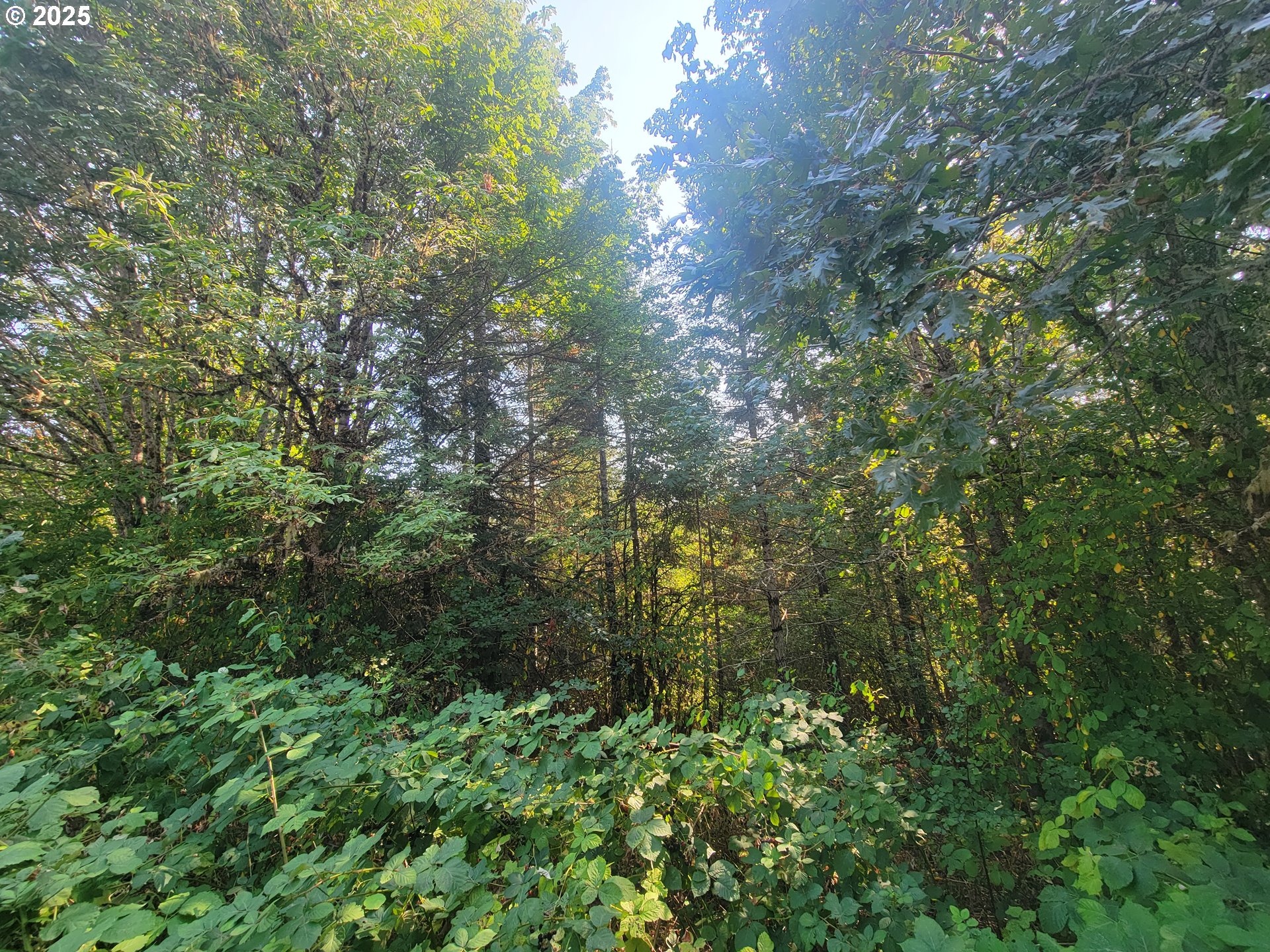 0 Finn Road Sheridan, OR 97378 - Photo 7 of 10 a view of a lush green forest